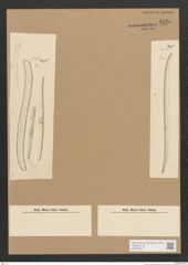 Diatomeae indet. Zeichnungen Sammlung Grunow Nr. 4525 (NHMW-BOT-W0372497)